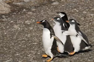 Gentoo penguins, Gourdin Island, Antarctic Peninsula, Antarctica, Polar Regions