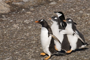 Gentoo penguins, Gourdin Island, Antarctic Peninsula, Antarctica, Polar Regions Gentoo penguins, Gourdin Island, Antarctic Peninsula, Antarctica, Polar Regions
