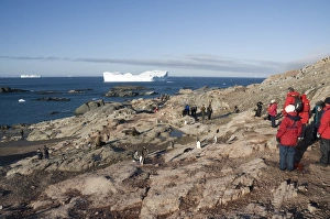Images Dated 20th February 2009: Gentoo penguins, Gourdin Island, Antarctic Peninsula, Antarctica, Polar Regions