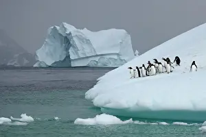 Beak Prints: Gentoo penguins on iceberg, Antarctica, Polar Regions