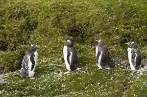 Gentoo penguins moulting, Fortuna Bay, South Georgia, South Atlantic