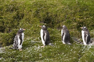 Gentoo penguins moulting, Fortuna Bay, South Georgia, South Atlantic Gentoo penguins moulting, Fortuna Bay, South Georgia, South Atlantic