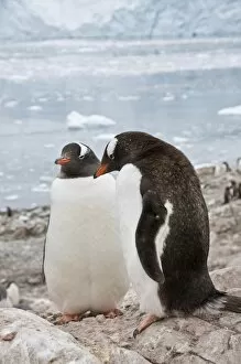 Images Dated 21st February 2009: Gentoo penguins, Neko Harbour, Antarctic Peninsula, Antarctica, Polar Regions