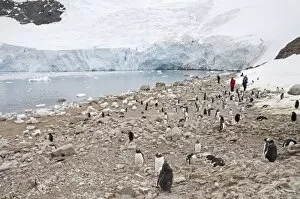 Gentoo penguins, Neko Harbour, Antarctic Peninsula, Antarctica, Polar Regions