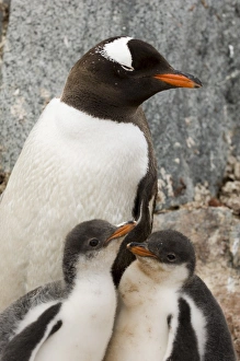 South Pole Prints: Gentoo penguins, Petermann Island, Lemaire Channel, Antarctic Peninsula
