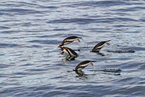 Mammals Prints: Gentoo penguins porpoising in the Southern Ocean of Antarctica during a sunny day