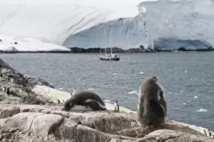 Gentoo penguins, Port Lockroy, Antarctic Peninsula, Antarctica, Polar Regions
