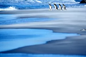 Images Dated 16th October 2006: Gentoo penguins (Pygocelis papua papua) walking on a beach, Sea Lion Island