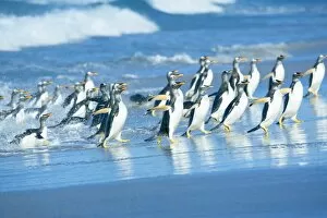 Images Dated 16th October 2006: Gentoo penguins (Pygocelis papua papua) getting out of the water, Sea Lion Island