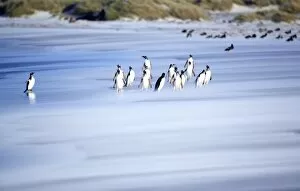 Gentoo penguins (Pygocelis papua papua) on the beach, s ea Lion Is land, Falkland Is lands