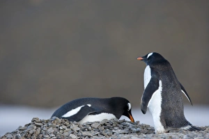 Gentoo penguins (Pygoscelis papua), Browns Bluff, Drake Passage, Weddell Sea
