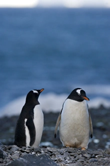 Two Bird Prints: Gentoo penguins (Pygoscelis papua), Browns Bluff, Weddell Sea, Antarctic Peninsula