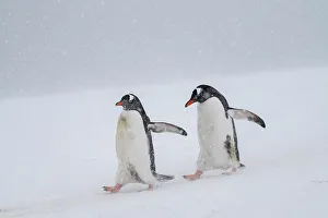 Walks Prints: Gentoo penguins (Pygoscelis papua), Mikkelsen, Trinity Island, Antarctica, Polar Regions