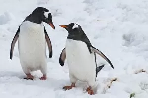 Images Dated 7th December 2011: Gentoo penguins (Pygoscelis papua), Mikkelson Island, Antarctica, Polar Regions