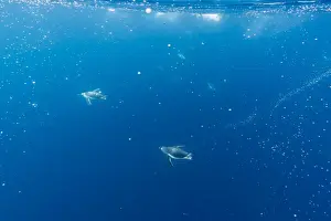 Mammalia Prints: Gentoo penguins (Pygoscelis papua) feeding underwater at Booth Island, Antarctica