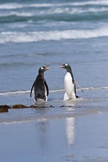 Confrontation Gallery: Two Gentoo penguins (Pygoscelis papua) fighting on the beach, Saunders Island, Falkland Islands
