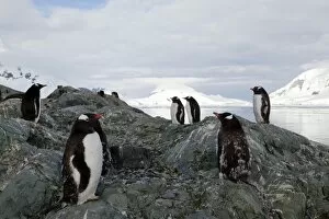 Images Dated 17th February 2009: Gentoo penguins (Pygoscelis papua papua), Paradise Bay, Antarctic Peninsula