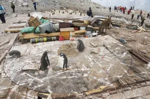 Huts Prints: Gentoo penguins, remains of Argentine hut destroyed by severe wind, Neko Harbour