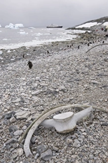 Images Dated 21st February 2009: Gentoo penguins and whale bones, Cuverville Island, Antarctic Peninsula