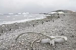 Images Dated 21st February 2009: Gentoo penguins and whale bones, Cuverville Island, Antarctic Peninsula