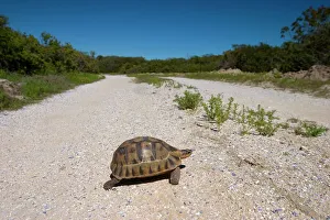 Images Dated 3rd March 2008: Geometric tortoise (Psammobates geometricus)