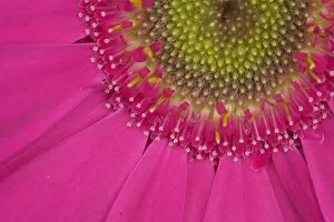 Botanical Gallery: Gerbera, shocking pink, United Kingdom, Europe
