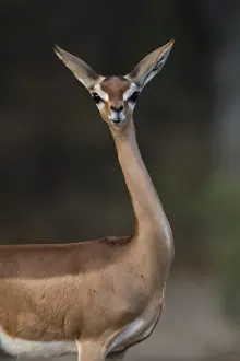 Portrait Prints: Gerenuk (Litocranius walleri), Samburu National Reserve, Kenya, East Africa, Africa