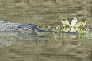 Gharial (Gavialis gangeticus) (gavial) in the water, a Critically Endangered species