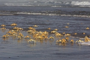 Crustacean Prints: Ghost crab (Ocypode cursor)