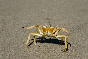 Rearing Up Prints: Ghost crab (Ocypode cursor), Skeleton Coast National Park, Namibia, Africa