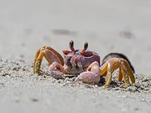Crab Prints: Ghost crab (Ocypode spp), near burrow on Sand Dollar Beach, Magdalena Island, Baja