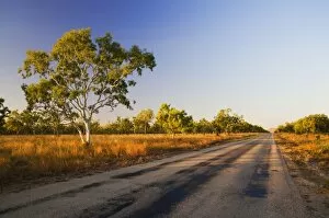 Ghost Gum tree and road, Northern Territory, Australia, Pacific