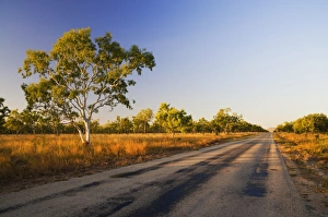 Images Dated 3rd May 2008: Ghost Gum tree and road, Northern Territory, Australia, Pacific