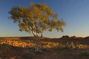 Ghost gum tree, Watarrka National Park, Northern Territory, Australia, Pacific