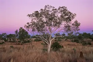 Unadorned Prints: Ghost gums, Northern Territory, Australia, Pacific