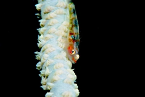 Black Background Prints: Ghostgoby (Pleurosicya mossambica), on a whip coral, Philippines, Southeast Asia, Asia