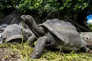 Giant Aldabra Seychelles tortoise (Aldabrachelys gigantea), Union Estate Park, La Digue