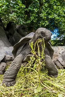 Giant Aldabra Seychelles tortoise (Aldabrachelys gigantea), Union Estate Park, La Digue