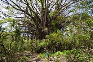 Giant Prints: Giant banyan tree at the Island of Tanna, Vanuatu, South Pacific, Pacific