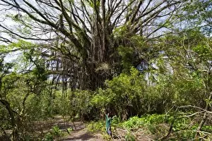 Images Dated 24th August 2008: Giant banyan tree at the Island of Tanna, Vanuatu, South Pacific, Pacific