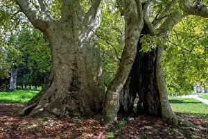 Large Prints: Giant Banyan tree stands tall among greenery in Abkhazia