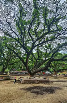 Time Prints: Giant Banyan trees invite visitors to explore the shade in Chittagong