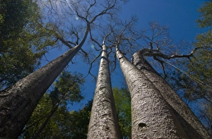 Images Dated 1st September 2008: Giant Baobab trees in the Ankarafantsika National Park, Madagascar, Africa