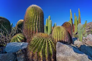 Gardening Prints: Giant barrel cactus Ferocactus diguetii in natural habitat on Isla Santa Catalina during sunny day in Baja California