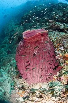 Giant barrel sponge, Thailand, Southeast Asia, Asia
