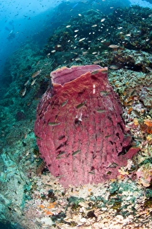 Images Dated 27th June 2008: Giant barrel sponge, Thailand, Southeast Asia, Asia