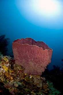 Sea Bed Prints: Giant barrel sponge (Xestosongia muta)