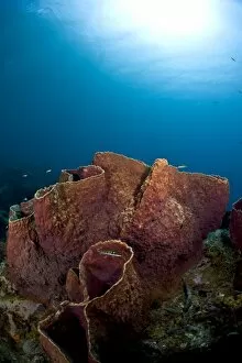 Giant barrel sponge (Xestosongia muta), St. Lucia, West Indies, Caribbean, Central America