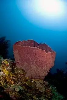Giant barrel sponge (Xestosongia muta), and sunburst, St. Lucia, West Indies, Caribbean, Central America