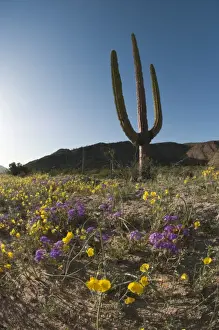 Cacti Prints: Giant Cardon cactus (Pachycereus pringlei) (Cardan) is a species of cactus native to northwestern Mexico